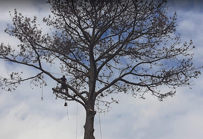 Affordable Montgomery Tree Service Image